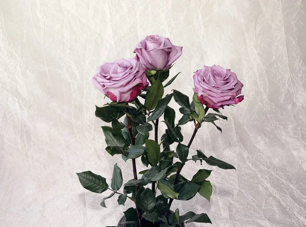 Róże, szary, fioletowy, odmiany — Zdjęcie stockowe